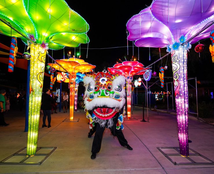 Cowabunga Bay Las Vegas, The Festival of Lights Cowabunga Bay, Dragons